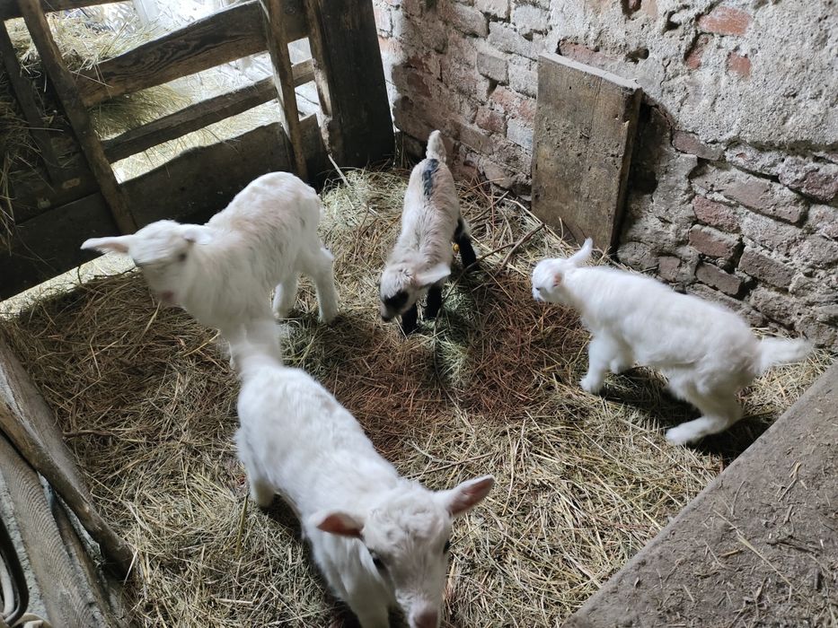 Продам   каазлят