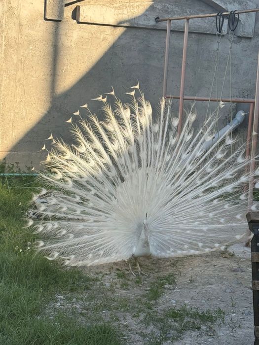 Павлин индийский белый