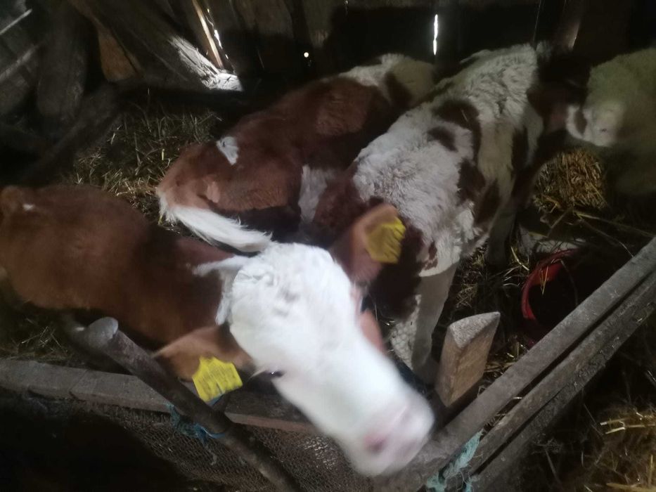 Vând vitei de diferite varste și o vacă gestantă