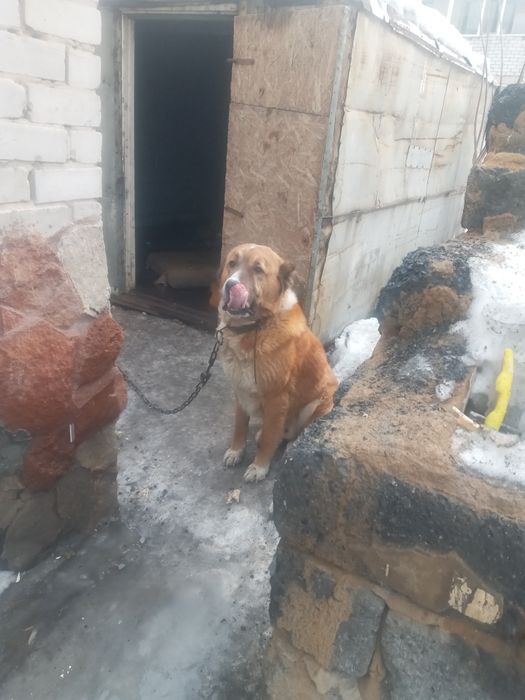 Алабай тобет 3 года кабель