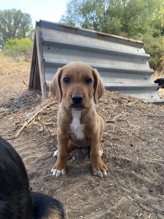 Ловни кученца