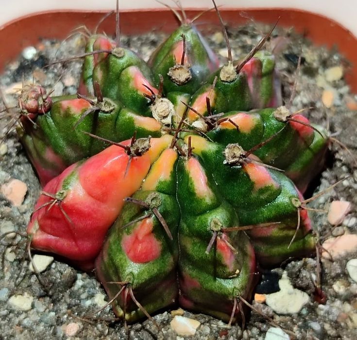 Вариегатные Кактусы