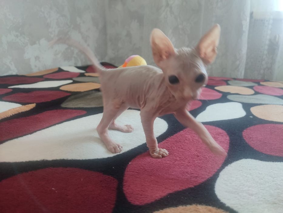 Котенок сфинкс   .