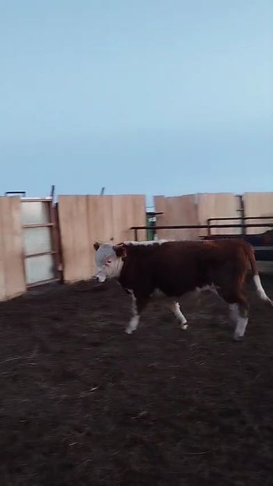 Откорм букалар 65бас