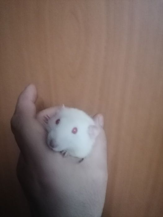 Крыса декоративная