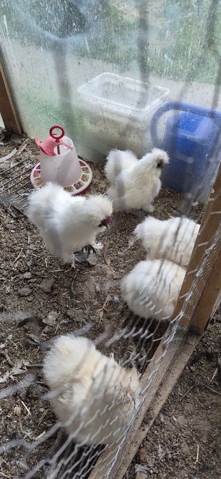 Gaini matase japoneza, Hamburg, motata olandeza, araucana, oua incubat