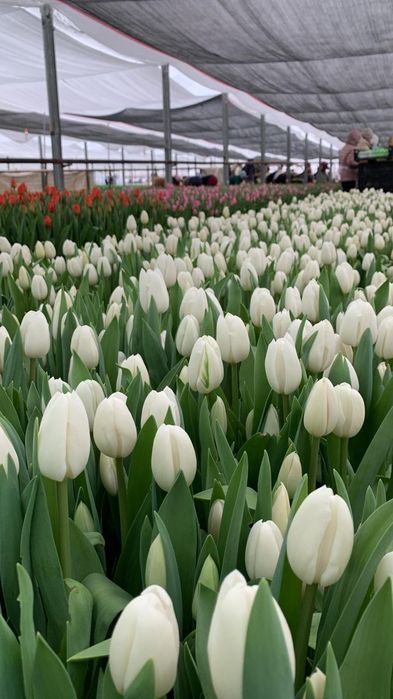Принимаем предзаказы на тюльпаны