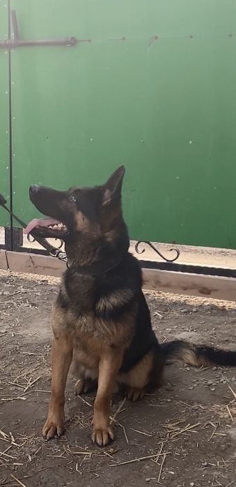 Продаю немецкую овчарку кобель