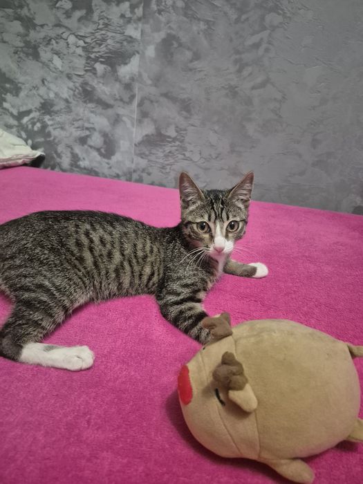 Срочно отдам котёнка!