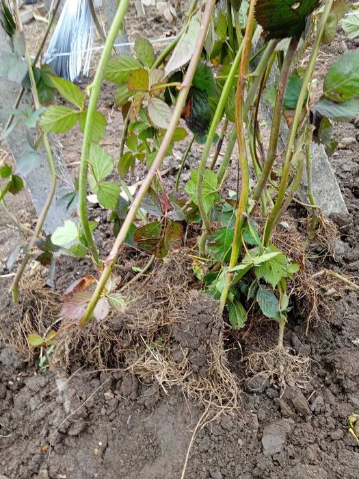 Vând butași de mure