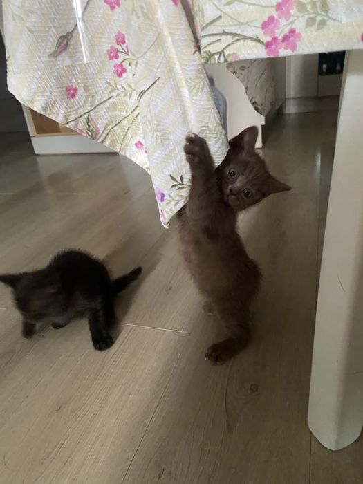 Шотландские прямоухие котята девочки