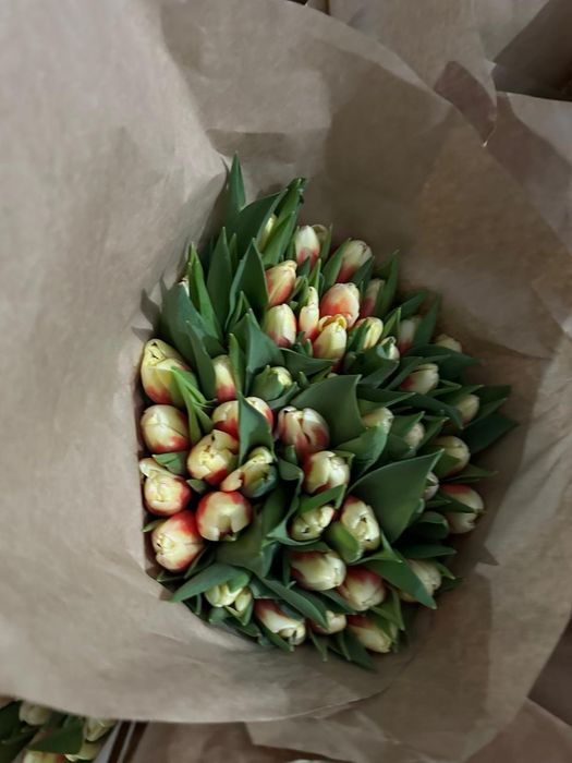 Продам тюльпаны оптом