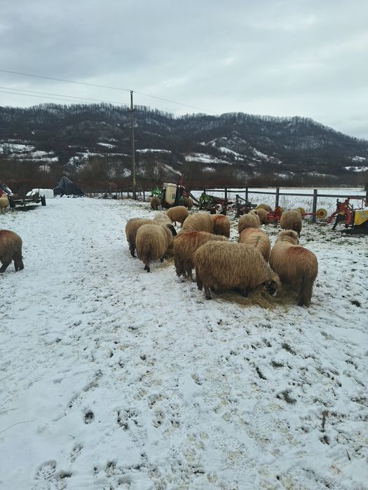 Oi de vânzare , tinere .