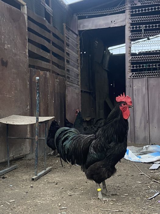 Цыплята Джерсиских Гигантов