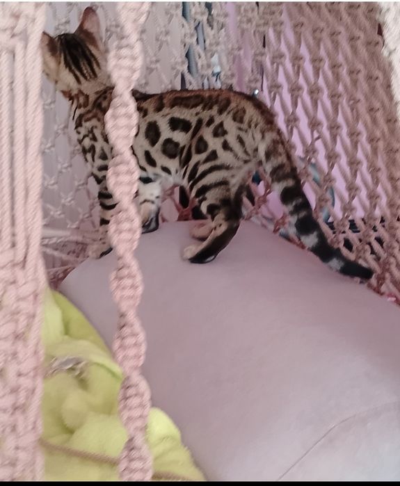 Бенгальские котята