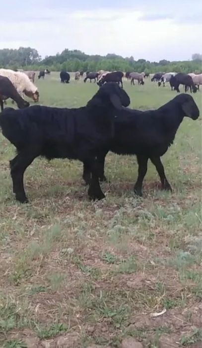 Ягнята Едильбаи 1- 3месяца