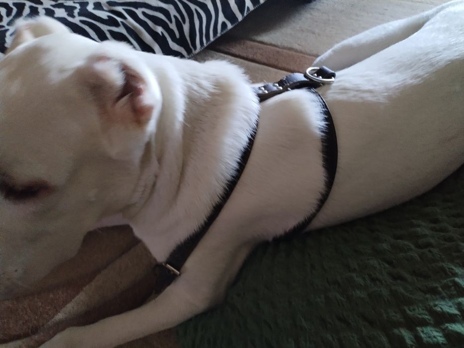 Шлейка и ошейник 50 см длина для собак