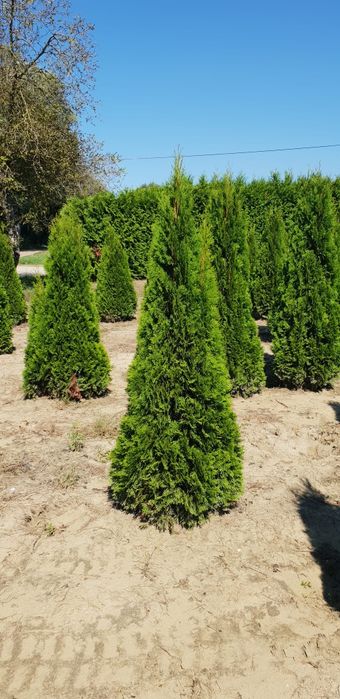 Tuia smaragd de calitate extra