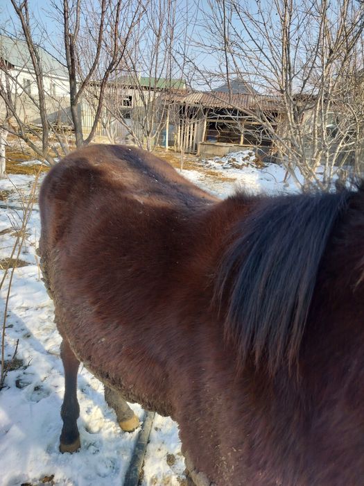 Жылқы екі жасар семіз