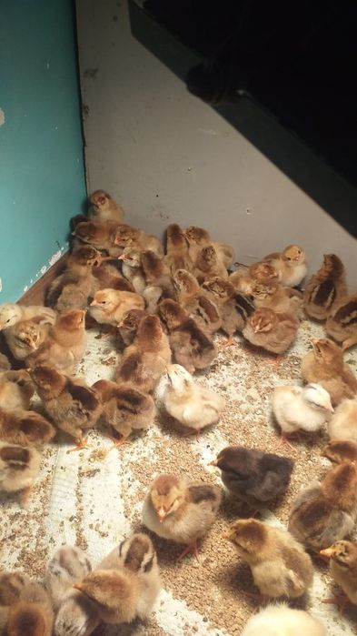 Продам цыплят Кученские. Яйцо Кученские.
