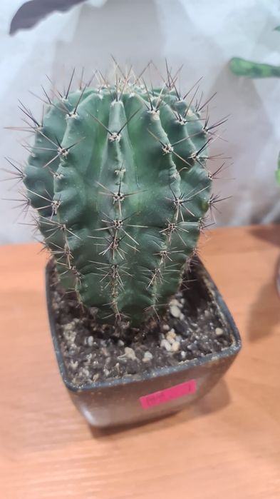 Продам  цветочки