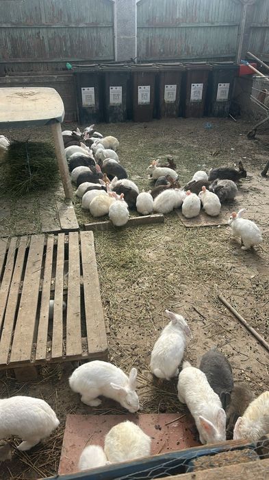 Vand iepuri diferite dimensiuni