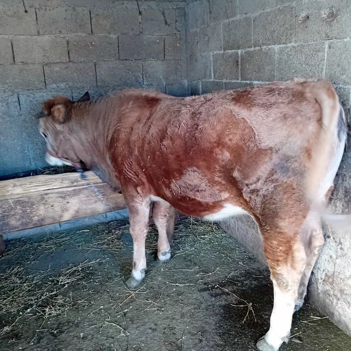 De vânzare Junică!