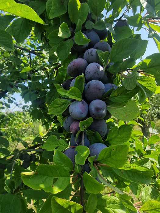 Vând prune pentru consum si țuică
