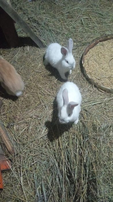 Продам кроликов...