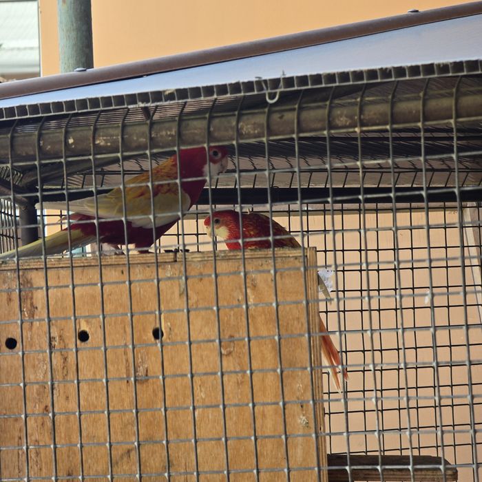 Рубин Разелла кушла сотилади