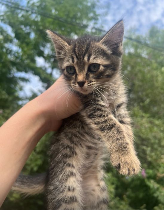Отдам котят крыселовов