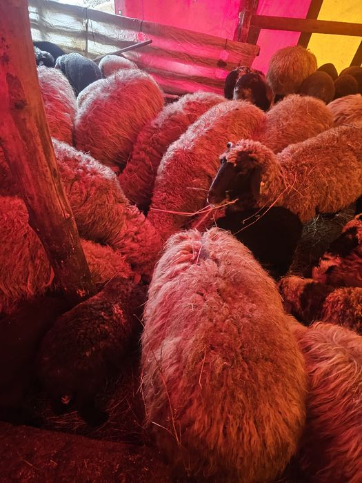 Oi și miei de vânzare