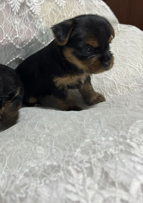 Щенки йоркширского терьера