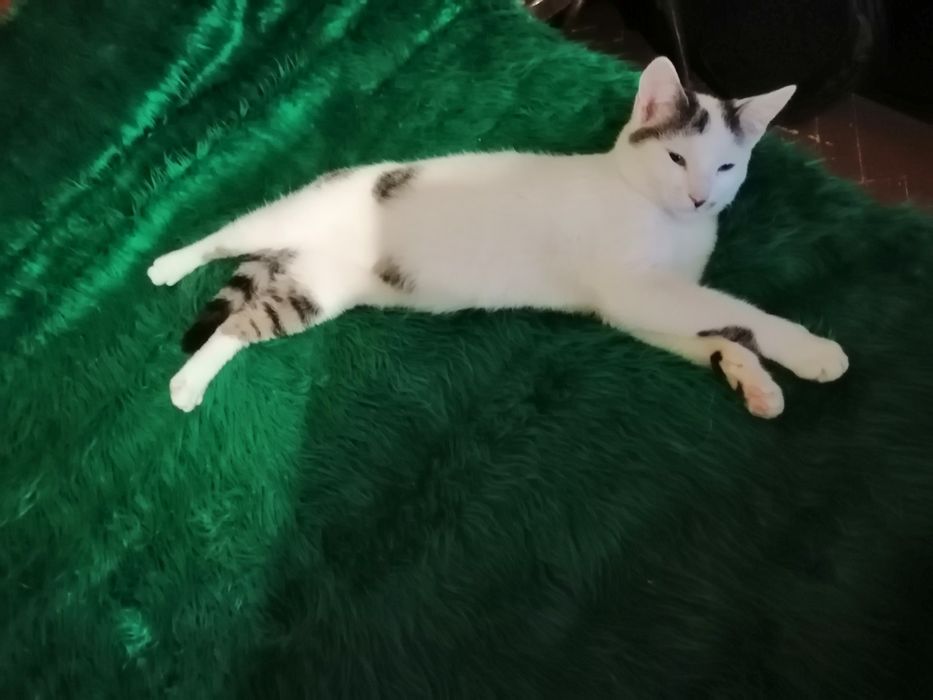 , Коте търси дом,