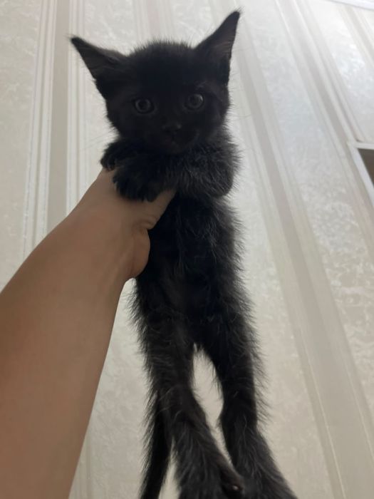 Отдадим котенка в добрые руки!