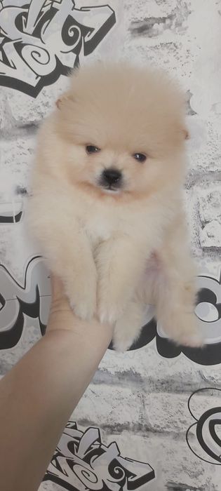 Щпицы мальчики и девочки