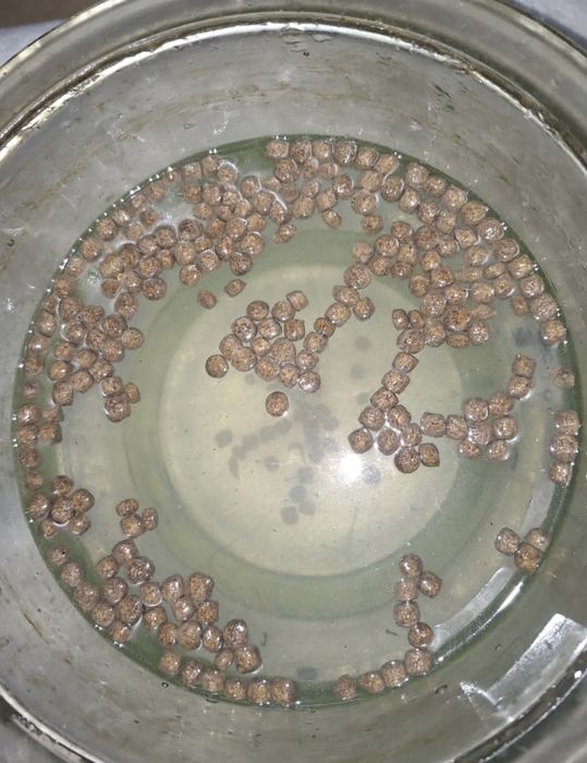 Корм для  рыб форель, карповые, осётр