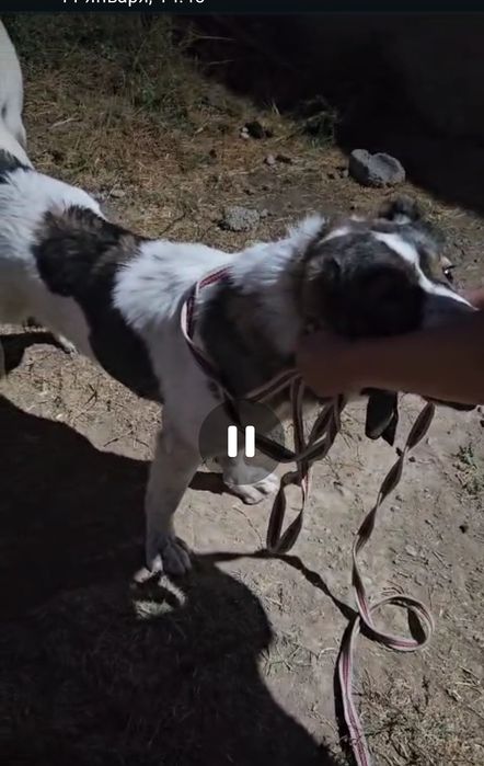 Щенок САО алабай