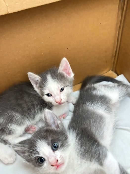 Очень милых Котят отдам в добрые руки