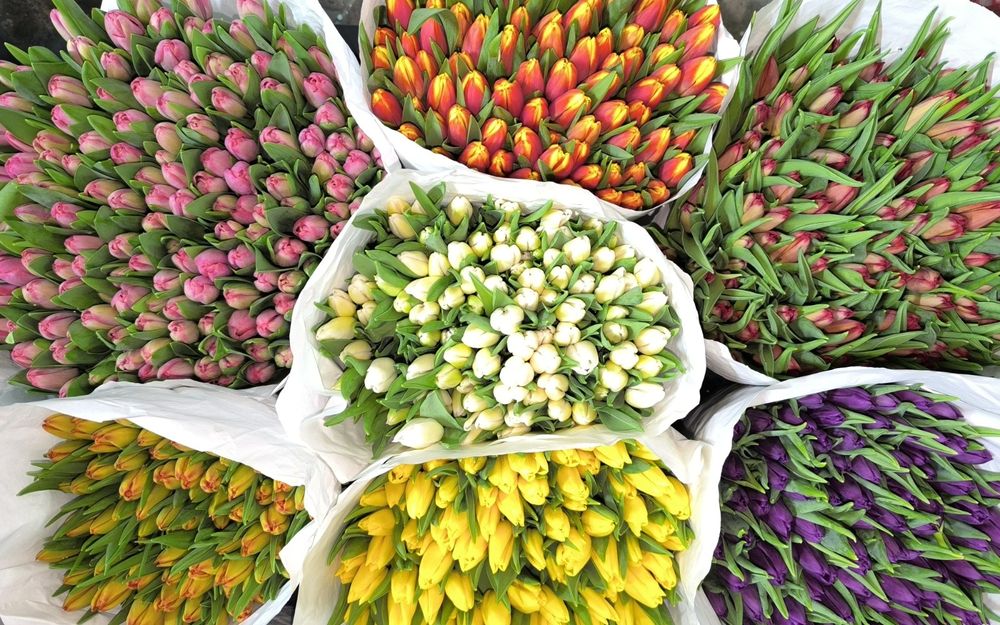 Тюльпаны ОПТОМ Караганда