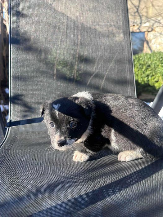 Подарявам кученце