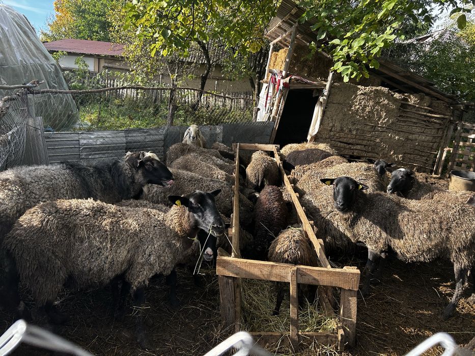 Oi romanov de vanzare