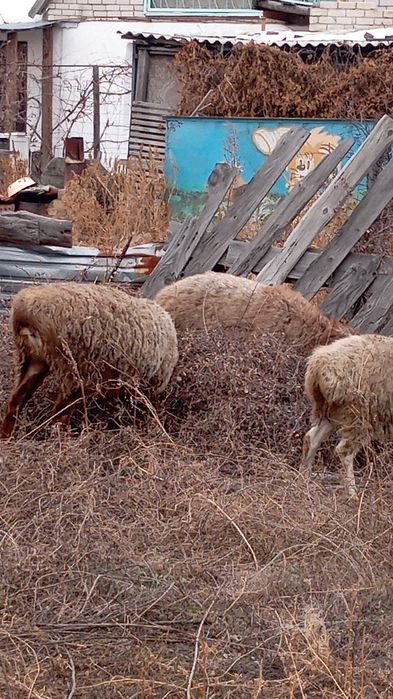 Продам баран /кой козымен