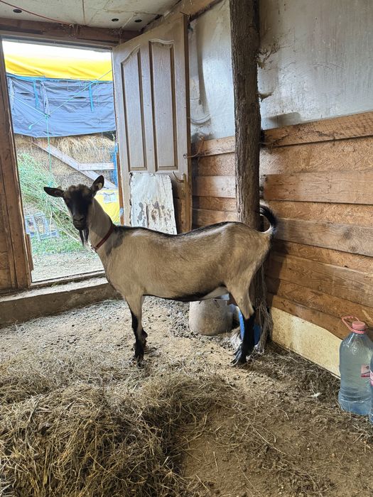 Capre de rasa - Alpina franceza , Zana