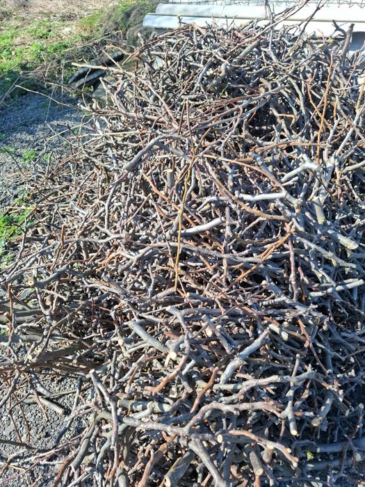 Crengi prun, mar, par, gutui