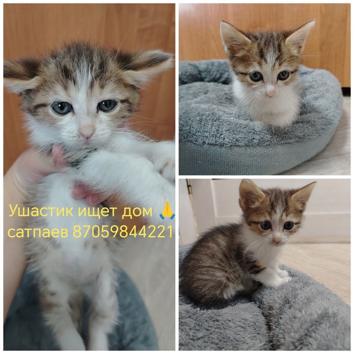Отдам котят в добрые руки