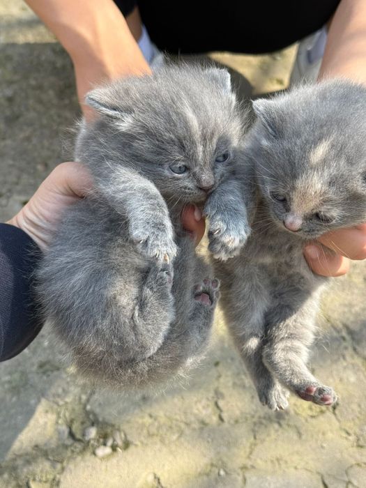 Кошки шотландские