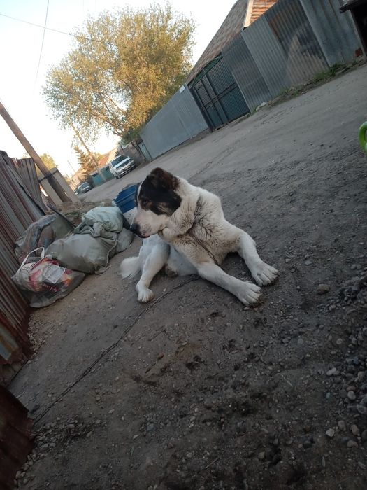 Алабай кобель продам