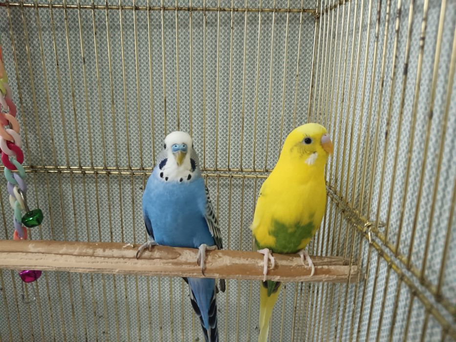 Пара волнистых попугаев (Самец и самка)