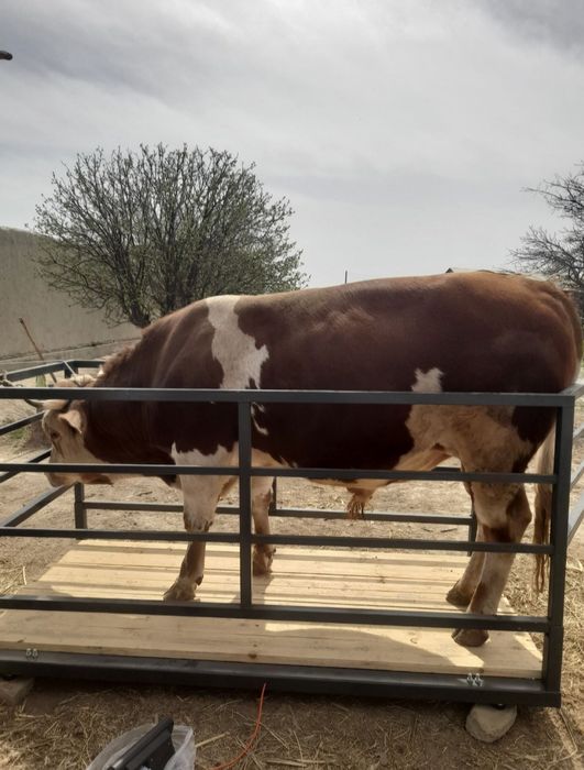 Asalomu alekum kimga mol qoʻy tarozi kerak boʻlsa bizga murojaat qilin